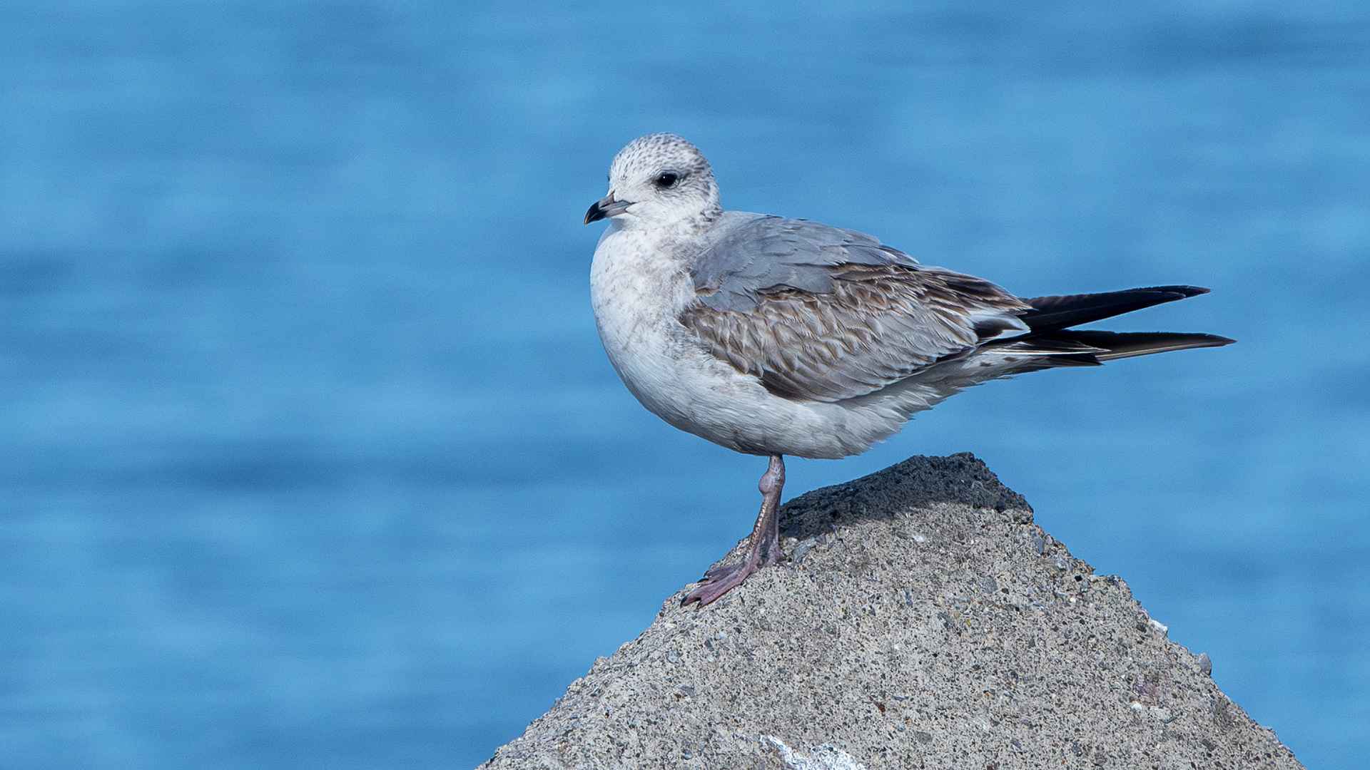 Mew Gull